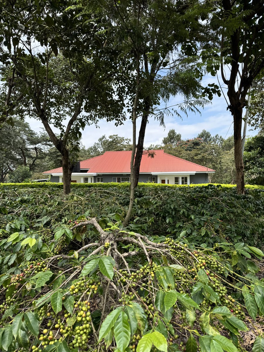 Touring the coffee farms in Arusha as part of cultural immersion and saw this amazing bungalow 

Tempted to rent it but for who 🫢