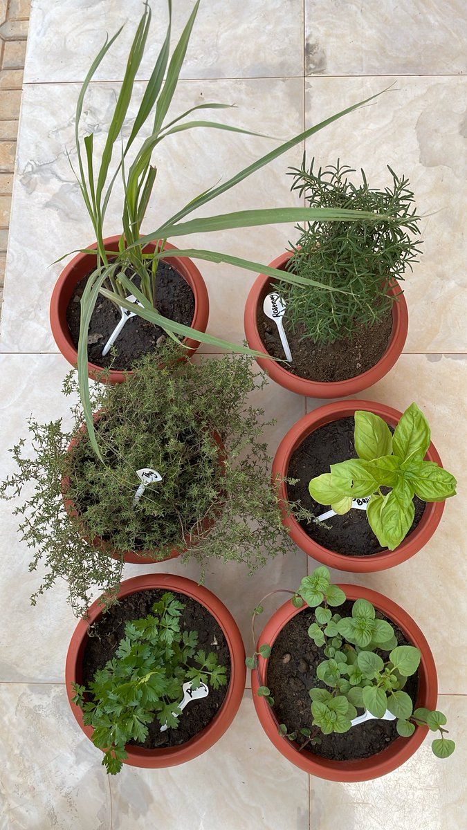 Herbs available for immediate pickup and delivery 😍😍😍
Location: Kaduna
Price:39,000(All)
Price:6500 (Each)