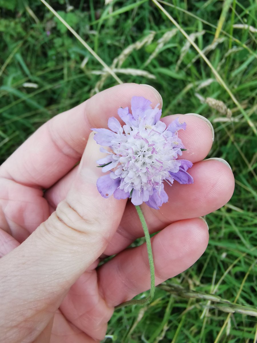 Devil's bit or field scabious??