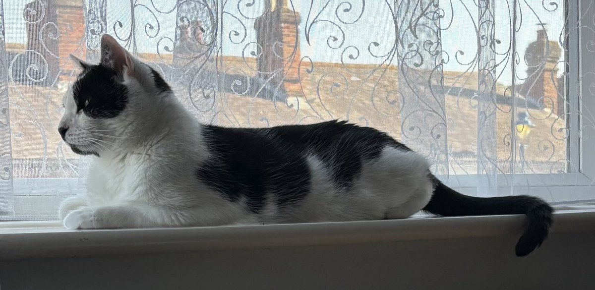 Orcinus68's tweet image. This boy has sorted out his plans for #Caturday 😺😻 #CatsOfTwitter