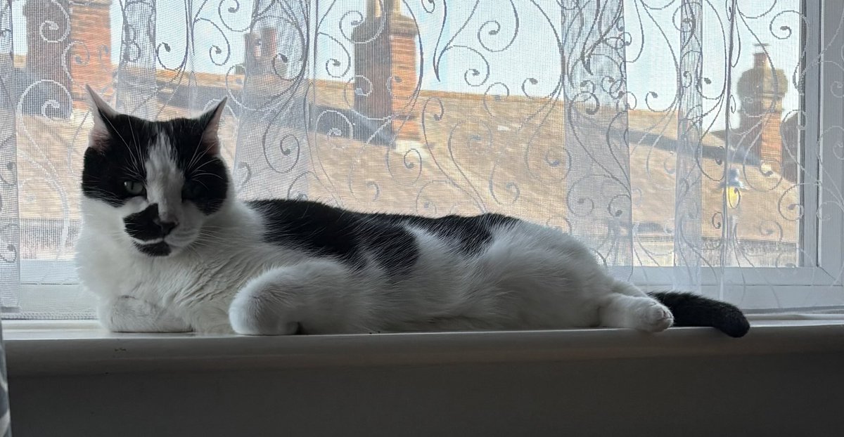 Orcinus68's tweet image. This boy has sorted out his plans for #Caturday 😺😻 #CatsOfTwitter