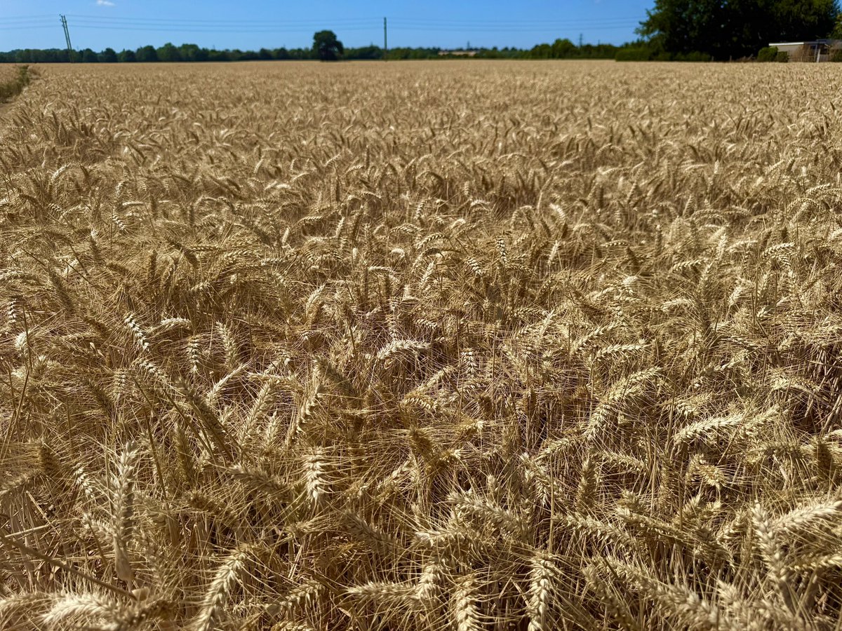 Harvest time again - the Kent cornfields are stunning today.