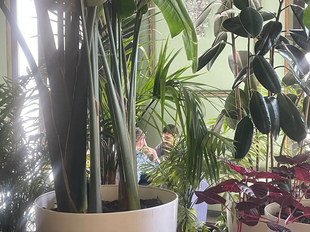 A vivir Madrid (@avivirmadrid) on Twitter photo 🌿 Conectamos con <a href="/leo12rod/">Leo Rodríguez</a> desde el <a href="/cbamadrid/">Círculo de Bellas Artes - Casa Europa</a>: naturaleza, cultura y refugio climático en el corazón de la ciudad.
🌞 Plantas, arte y sostenibilidad para combatir el calor y disfrutar del verano entre vegetación.
📻 cadenaser.com/radio-madrid/a… 🌿 Conectamos con <a href="/leo12rod/">Leo Rodríguez</a> desde el <a href="/cbamadrid/">Círculo de Bellas Artes - Casa Europa</a>: naturaleza, cultura y refugio climático en el corazón de la ciudad.
🌞 Plantas, arte y sostenibilidad para combatir el calor y disfrutar del verano entre vegetación.
📻 cadenaser.com/radio-madrid/a…