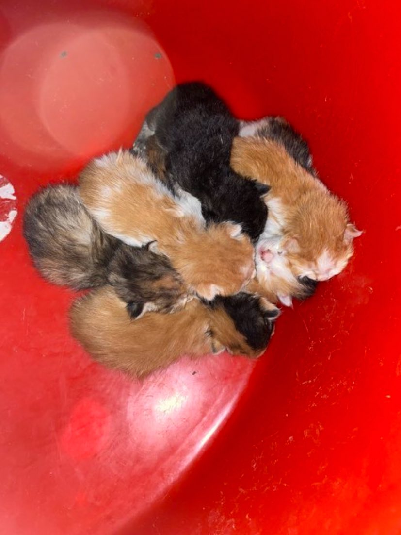 Bu bebeklerin anneleri hastalanmış, acil süt anneye ihtiyaçları var. Elden ele paylaşır mısınız? 
Gaziantep