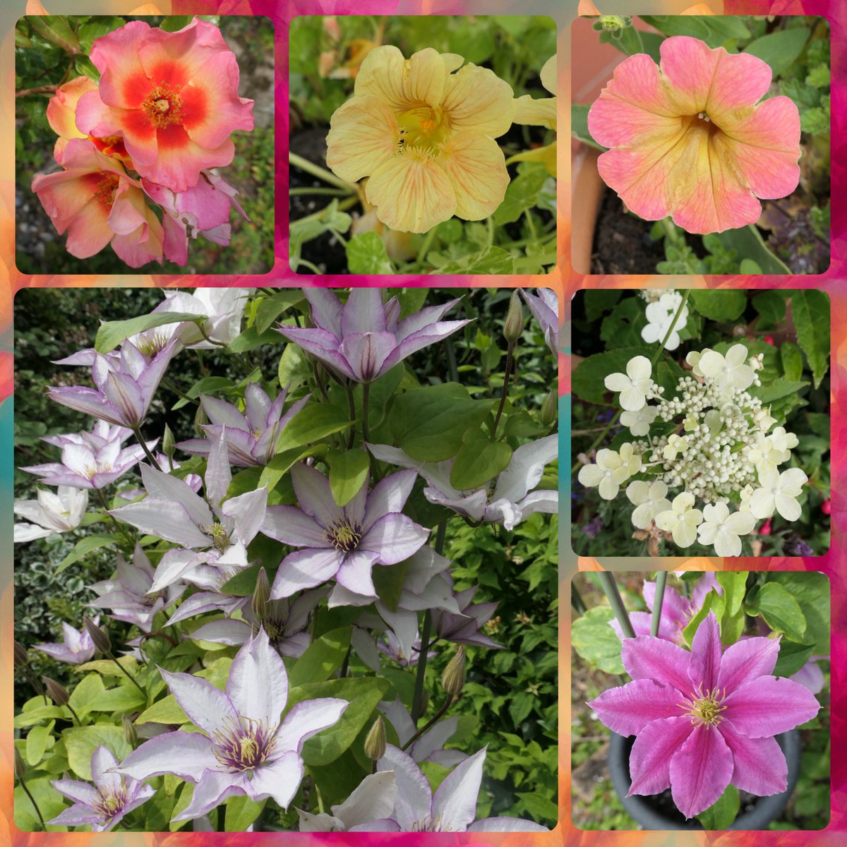 bumblebuddeez's tweet image. Happy #SixOnSaturday after a little garden tidy up today 🌞🌼💜🌸🌿