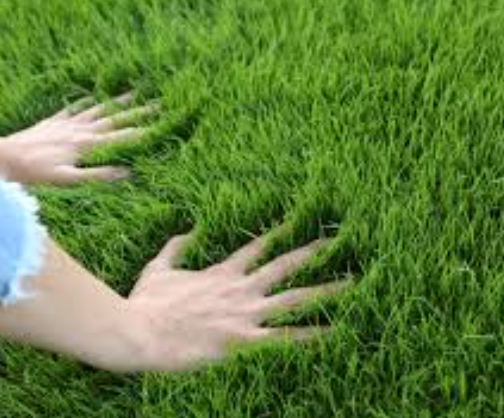 BobyNikc's tweet photo. #openseatouchgrass https://t.co/qn67MaPJRw