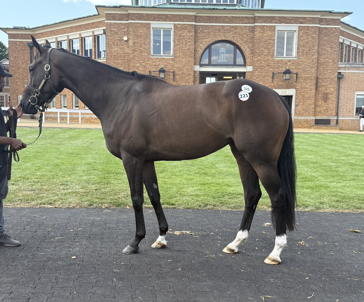 Lot 221 Graciousandplenty a lovely 3 year old unraced Invincible Spirit filly with a big page, secured for Joe and Pete Ponting <a href="/JoePonting2/">Joe Ponting</a>  <a href="/Tattersalls1766/">Tattersalls</a> July Sale. Hope she’s lucky for you and gives us all  some great days