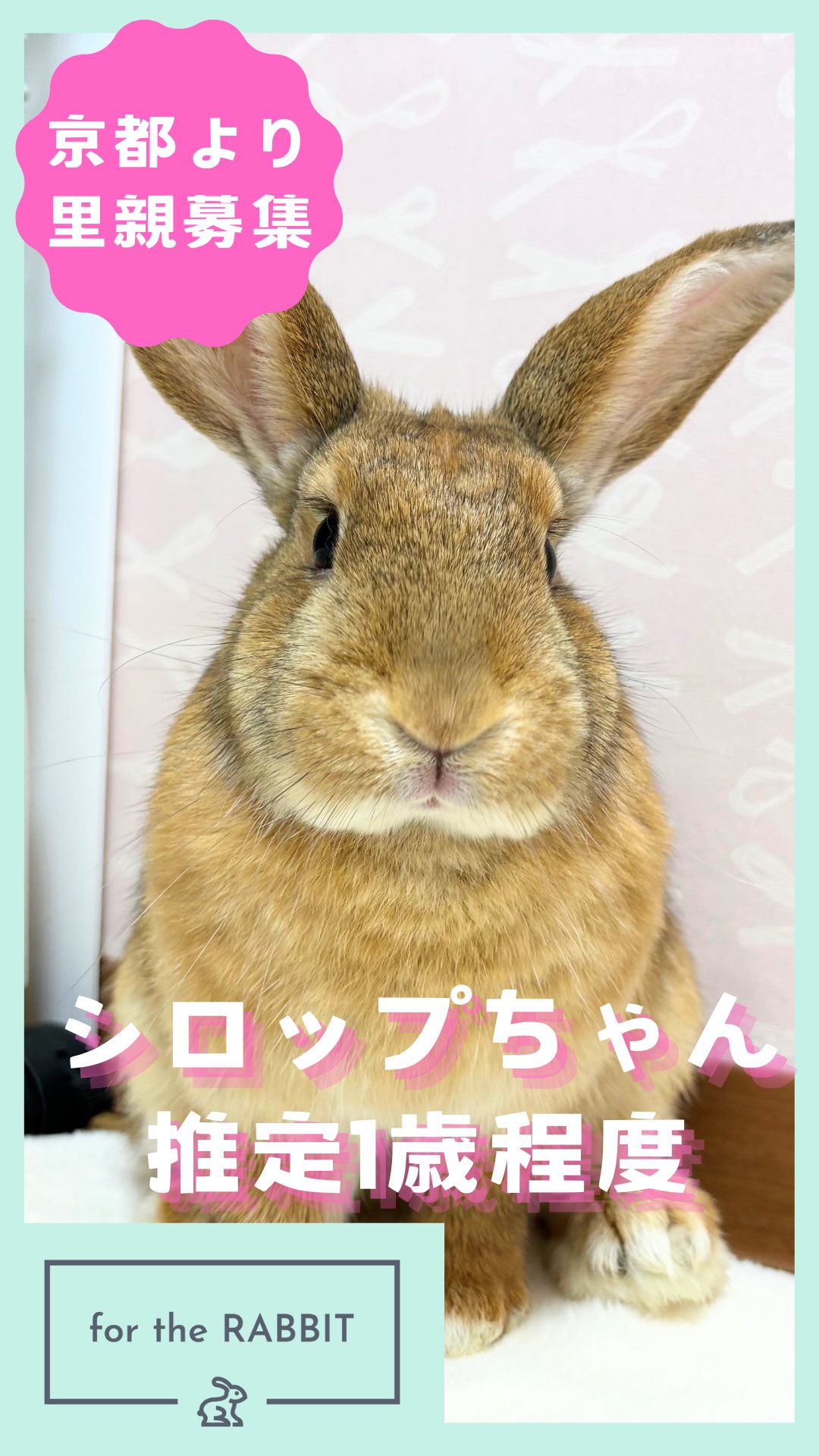 うさぎさん‪ プロフ必読コメ逃げブロック様確認ページ for the RABBIT on X: 