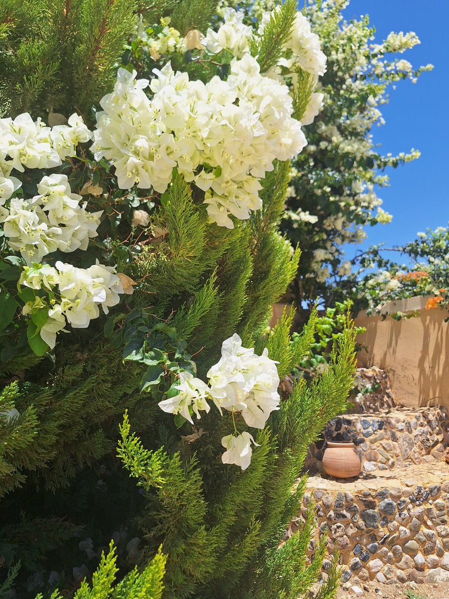 في الورد رقة و رائحة عطرة و سمعة طيبة تجعلنا لانمسي الا بقول (مساء الورد)💐