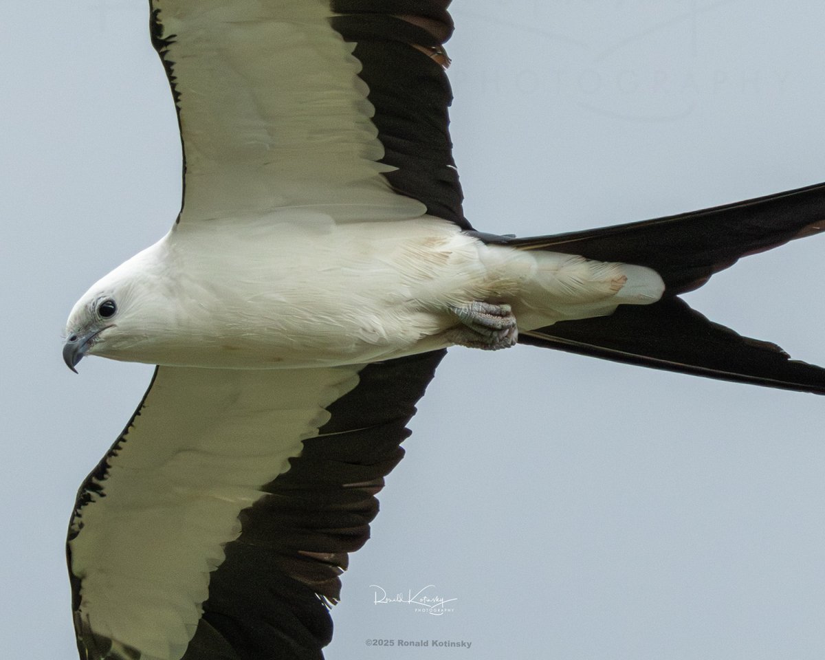 Ronald Kotinsky Photography (@rkotinsky) on Twitter photo Up Close and Personal
Swallow-Tailed Kite
Valrico - Florida - July 11th 2025
-
While setting up to photograph a storm the kites flew in. Had to run back and grab the Canon USA RF 100-500mm with the R7 to grab some closeups.
— in Valrico.
<a href="/todaysbird/">Today's Bird</a> <a href="/audubonsociety/">Audubon Society</a> <a href="/AudubonFL/">Audubon Florida</a> Up Close and Personal
Swallow-Tailed Kite
Valrico - Florida - July 11th 2025
-
While setting up to photograph a storm the kites flew in. Had to run back and grab the Canon USA RF 100-500mm with the R7 to grab some closeups.
— in Valrico.
<a href="/todaysbird/">Today's Bird</a> <a href="/audubonsociety/">Audubon Society</a> <a href="/AudubonFL/">Audubon Florida</a>