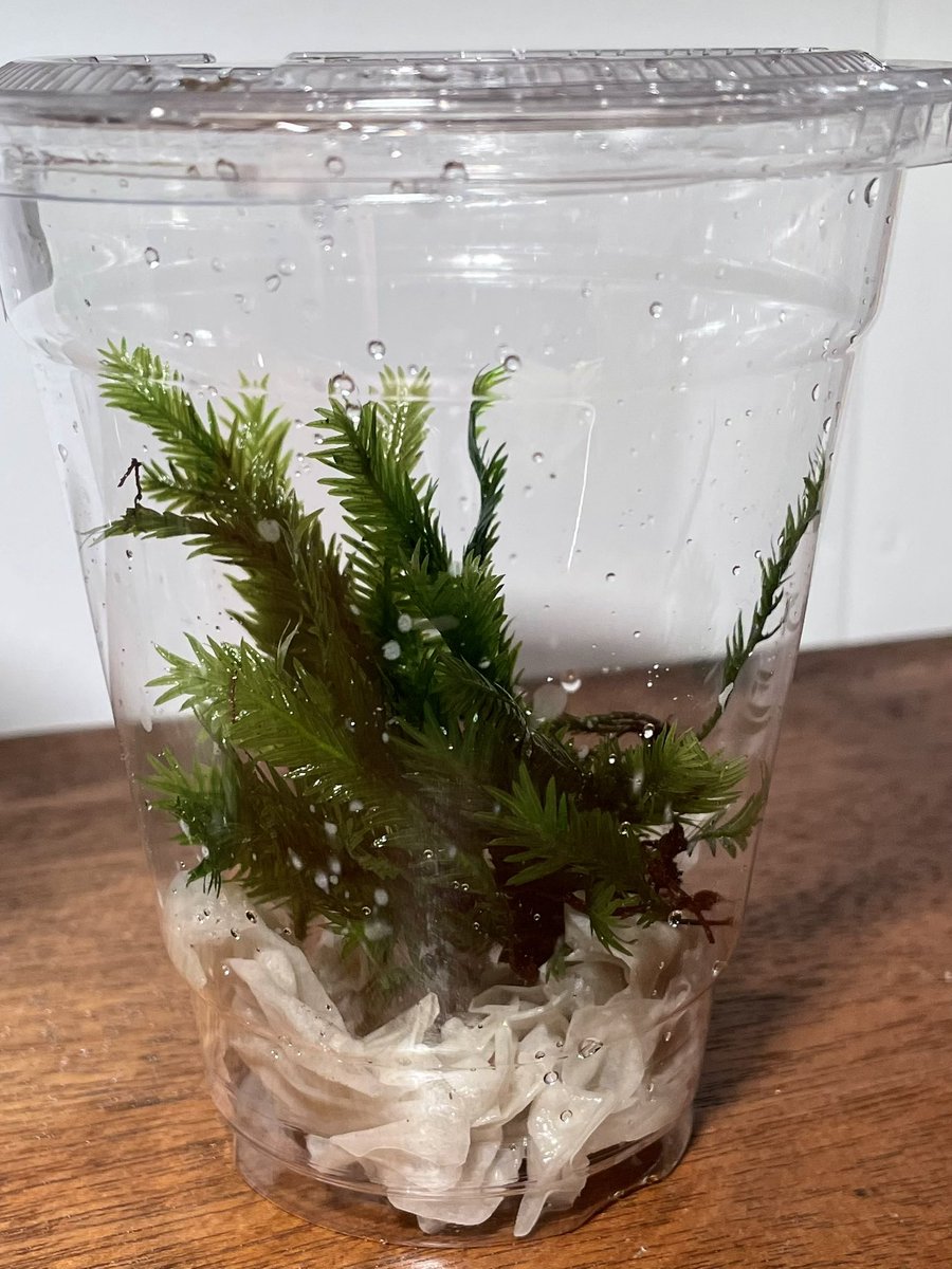 コウヤノマンネングサとホウオウゴケ入荷しました！