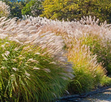 NickNobber's tweet photo. #openseatouchgrass https://t.co/hnl9modgqs