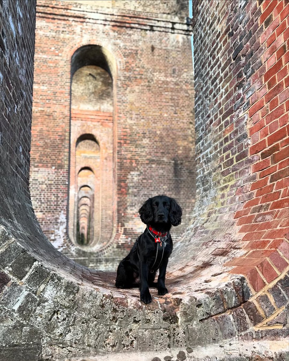 🐶Take your pup on the paw-fect adventure and visit #Colchester! Rent a #dogfriendly beach hut on #MerseaIsland, explore the iconic arches of #Chappel Viaduct+be sure to visit The Swan Inn to sample Dog-Friendly Beer🍻
visitcolchester.com/plan-your-visi…
📸:@thelifeof_thistle
#Essex