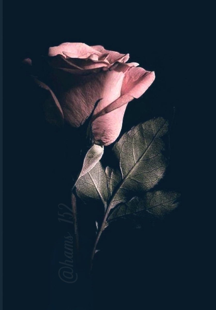 🦋
وما كنتُ في زيف الحياة بطامعٍ
وما عشتُ عمري للأنام ذليلا

نأيتُ بنفسي عـن أمورٍ كثيرةٍ
ولم أتخذ غير الجميل خليلا

وعاشرتُ من عاشرتُ لينًا وعفةً
وما كنتُ إن شح الزمان بخيلا

أحبُّ سمو النفس عن كل خسةٍ
وللخير أسعى ما استطعت سبيلا
🕊
#بس_حبيت_اقول