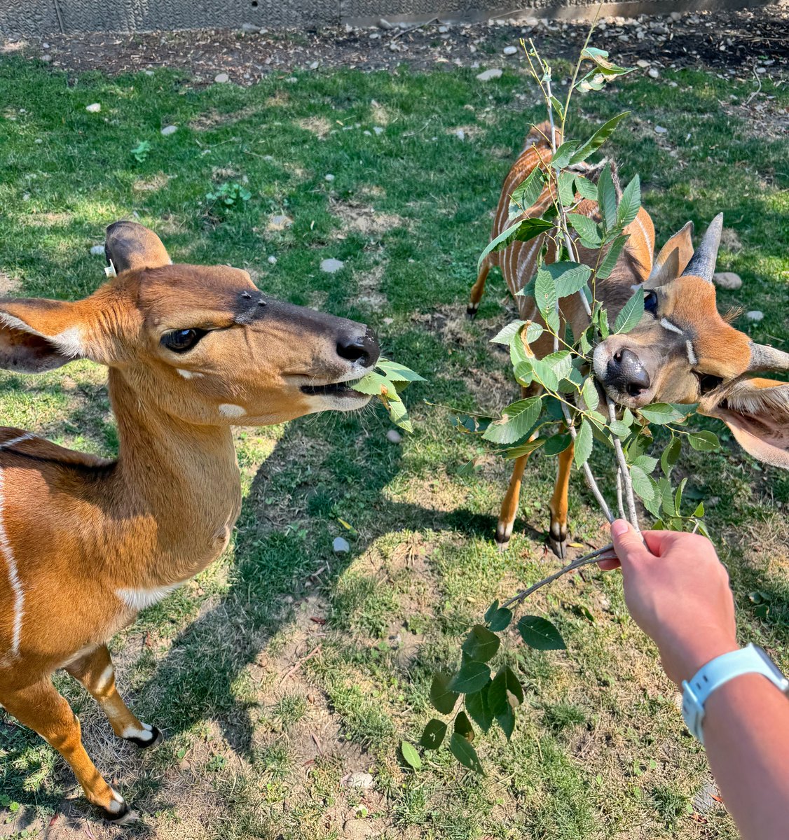 ZooBoise's tweet image. It’s a nyala double birthday week at Zoo Boise!
Henry is turning 5 and Zara is turning 7. Celebrate by symbolically adopting them through our Adopt An Animal Program. Learn more at zooboise.org/adopt
📸: Zookeeper Taylor M.