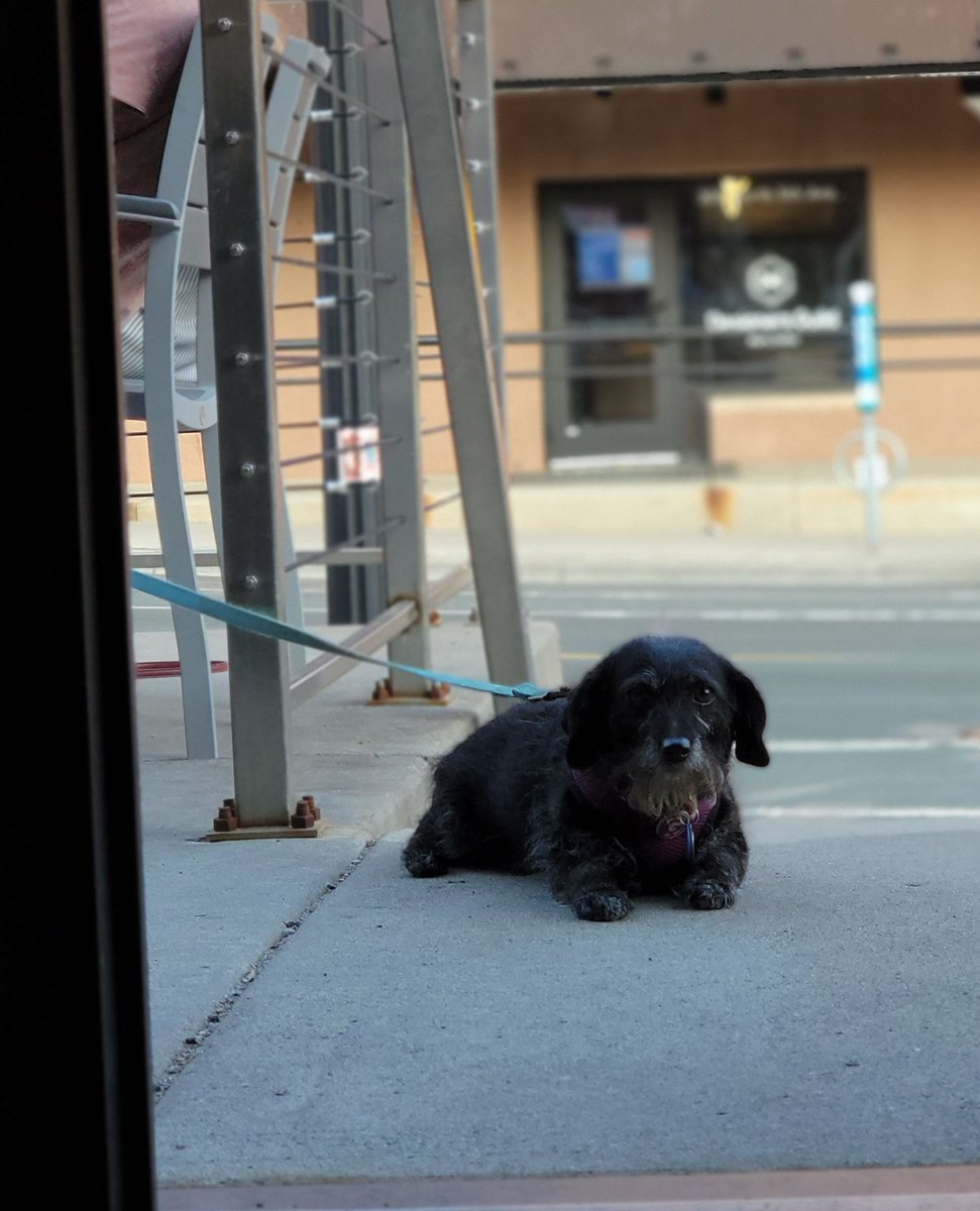 Someone messaged us the other day asking if we allow dogs in our taproom, which made us feel like we’re not posting dogs enough from this account.

To answer that question, yes, we allow dogs in our taproom. We heavily encourage it.

Enough talk. Here are some dogs.