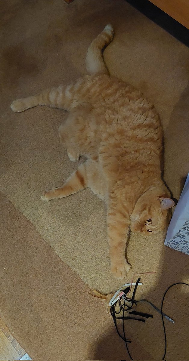 InesSeni13's tweet image. Dok ja, Mic zarađujem kao samostalni umjetnik (hvala za doprinose) i sve radim po doma (peglam) i nemam snage ni za zabavu (vidi se), neki uživaju na moru 😾 A lijepo sam izračunao da nemamo novaca da zadržimo tog uhljeba ☝️ Meni je najteže!!!