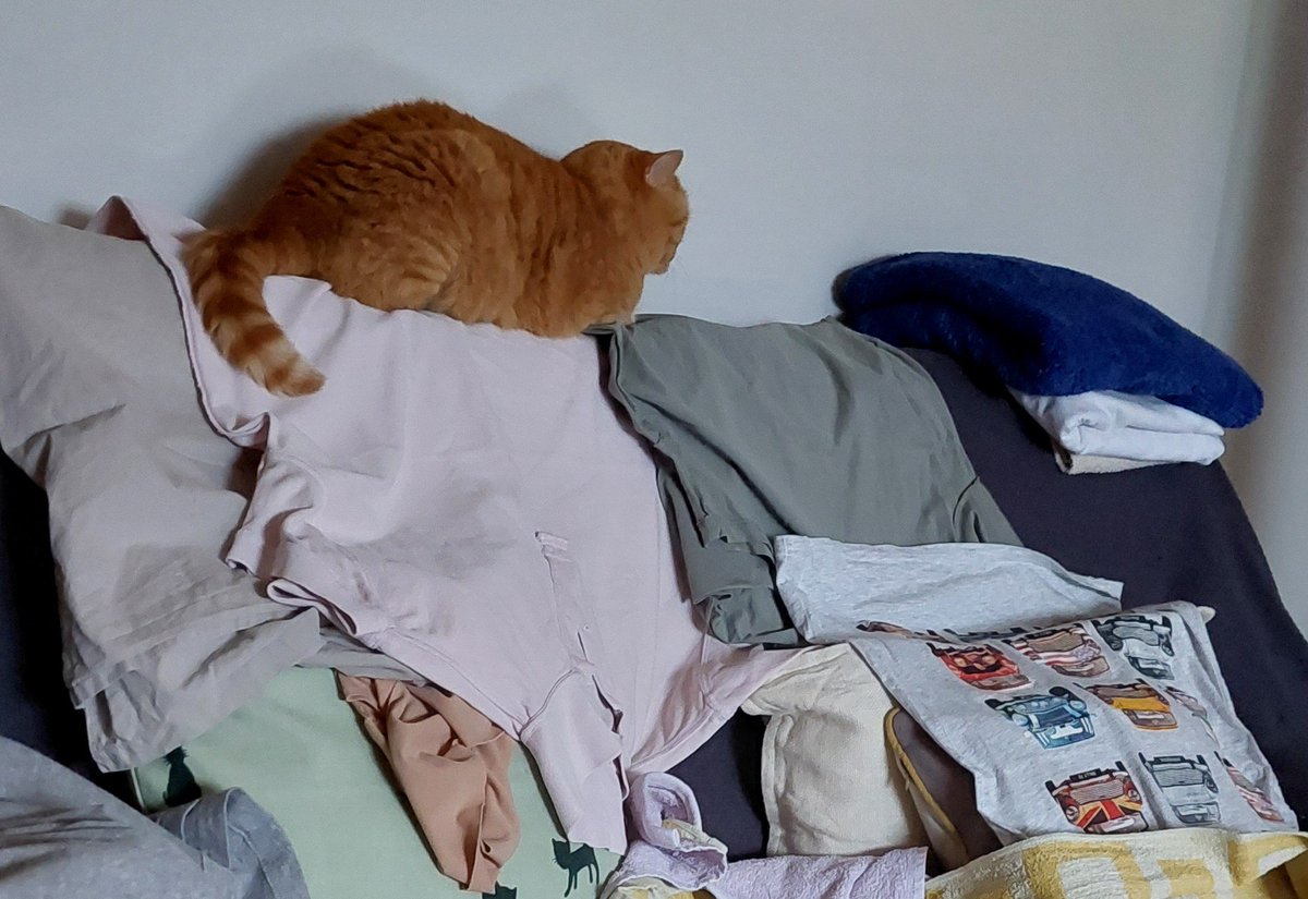 InesSeni13's tweet image. Dok ja, Mic zarađujem kao samostalni umjetnik (hvala za doprinose) i sve radim po doma (peglam) i nemam snage ni za zabavu (vidi se), neki uživaju na moru 😾 A lijepo sam izračunao da nemamo novaca da zadržimo tog uhljeba ☝️ Meni je najteže!!!