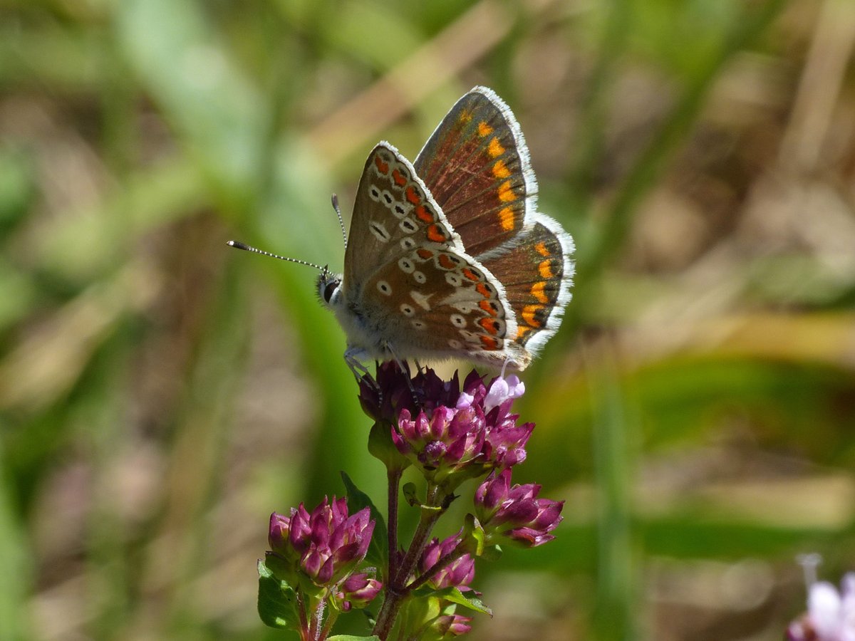 Brian Arnold (@barnold668) on Twitter photo Small Copper and Brown Argus in our Harman's Cross garden today. Our butterfly species total for our garden this year now at 23. <a href="/savebutterflies/">Butterfly Conservation 🦋</a> <a href="/GreenDorset/">Green Dorset</a> <a href="/DorsetWildlife/">Dorset Wildlife Trust</a> <a href="/SightingDOR/">Dorset Wildlife Spot</a> <a href="/BC_Dorset/">BC Dorset 🦋</a> Small Copper and Brown Argus in our Harman's Cross garden today. Our butterfly species total for our garden this year now at 23. <a href="/savebutterflies/">Butterfly Conservation 🦋</a> <a href="/GreenDorset/">Green Dorset</a> <a href="/DorsetWildlife/">Dorset Wildlife Trust</a> <a href="/SightingDOR/">Dorset Wildlife Spot</a> <a href="/BC_Dorset/">BC Dorset 🦋</a>