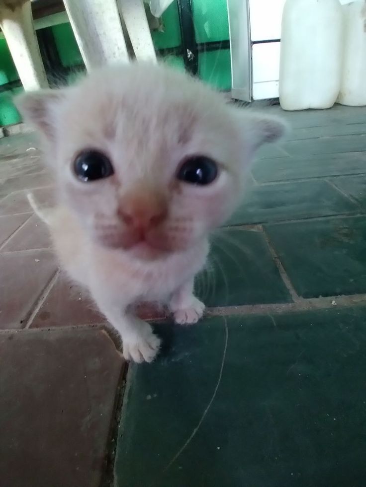 Só avisando que minhas comissões estão abertas