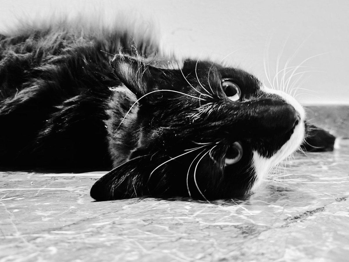 mavroble's tweet image. #challenge_κατοικιδιο