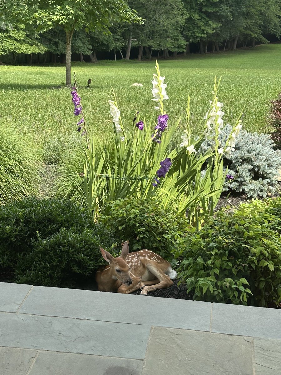 McDowellTweet's tweet image. Beautiful scene off of our front porch just now. A fawn, beautiful flowers, a bucolic setting … Could this be #Heaven?