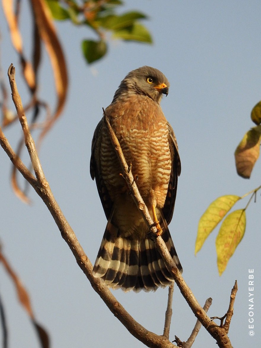 egonayerbe's tweet image. ✍🏻 Gavilán Caminero/Roadside Hawk/Rupornis magnirostris
📍 Popayán, Cauca (Colombia)