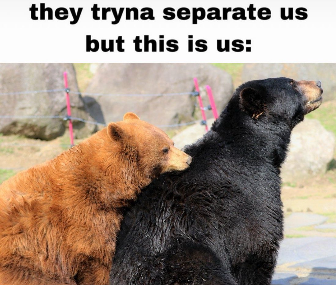 BearyDales (@bearydales) on Twitter photo 