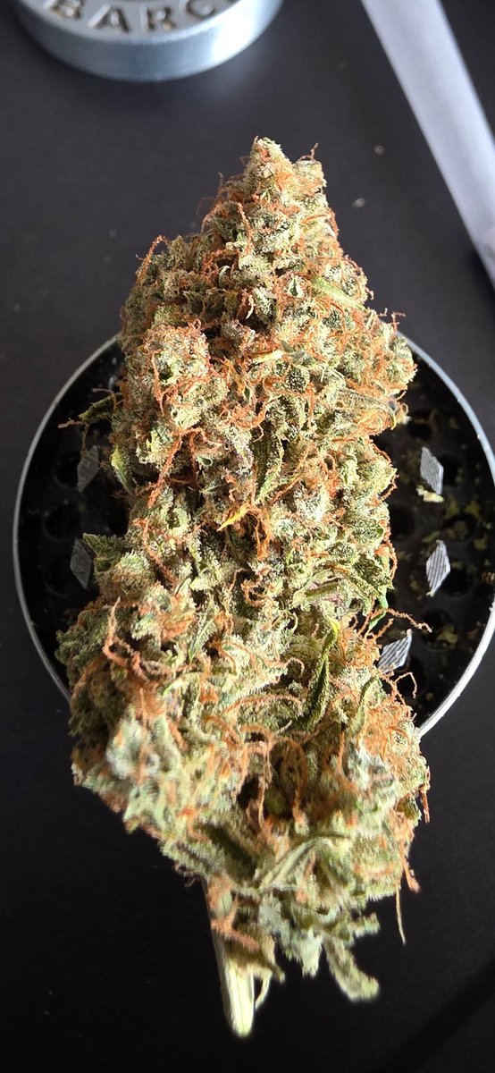 Dr Jax (@drjaxxx) on Twitter photo Saturday summer evening.
Medusa F1 from <a href="/royalqueenseeds/">Royal Queen Seeds</a>
A peaceful evening to all
๐๐๐๐ค๐ค๐ค Saturday summer evening.
Medusa F1 from <a href="/royalqueenseeds/">Royal Queen Seeds</a>
A peaceful evening to all
๐๐๐๐ค๐ค๐ค