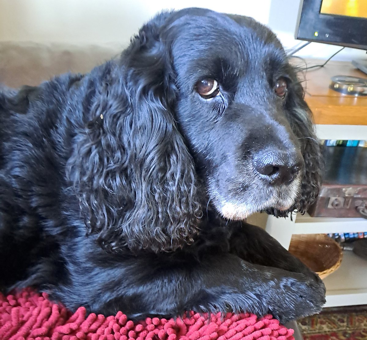 antrojak's tweet image. Frens we have had the teas but we have not had the walkies! Is very odd #toohotfordogs