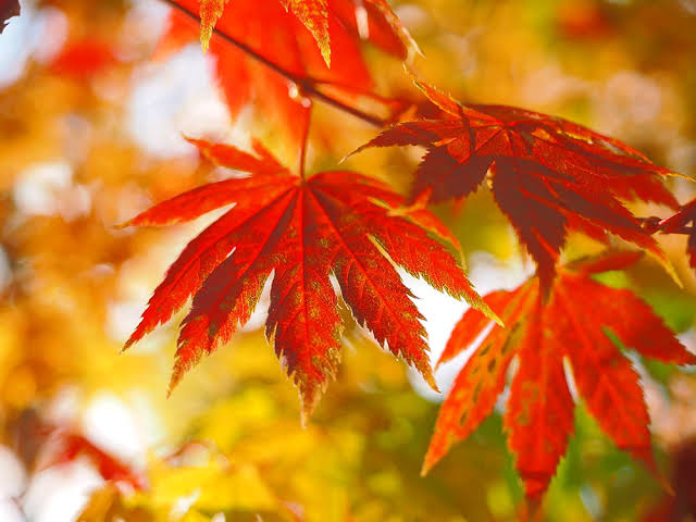 Ace01012021's tweet image. 楓
スピッツ

さよなら 君の声を 抱いて歩いていく
ああ 僕のままで どこまで届くだろう
ああ 君の声を 抱いて歩いていく
ああ 僕のままで どこまで届くだろう
ああ 君の声を…

#masterpiece 
#ロビンソン 
#SPITZ 

youtu.be/YapsFDcGe_s?si…