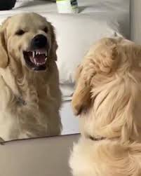 Yo enojandome con el cawn que perdio la contraseña