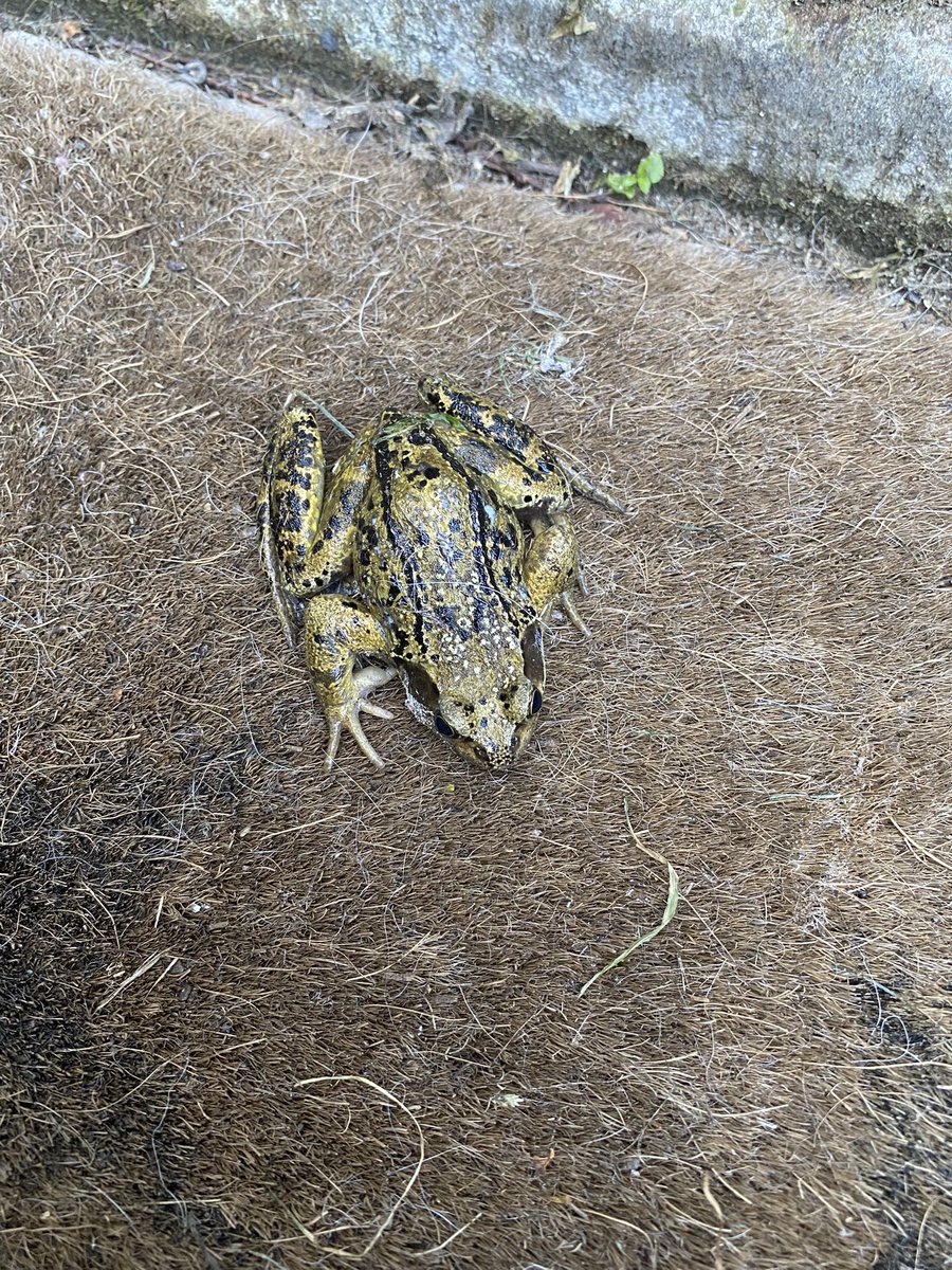 tweetclix's tweet image. Sitting peacefully in the garden and suddenly we hear what sounds like a piglet squealing. Goes on for ages so we investigate. Neighbour’s cats had caught a frog. Got it free on the second attempt.