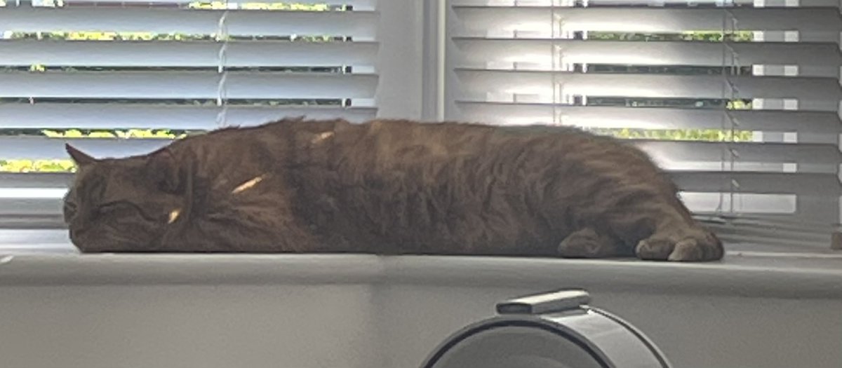 JacK_GingerCat's tweet image. 🧊 Hey! Hope all my chums are staying cool today 🧊 Human says I can explore the garden when there’s some shade 🪴 Meanwhile I’m snoozing 💤
JacK 🐾🐾
#CatsOfTwitter #CatsOfX