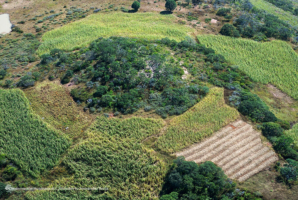 La Ruta #Wixárika como #PatrimonioMundial es un ejemplo excepcional y representativo de las rutas ceremoniales y comerciales ancestrales que han conectado y enriquecido culturalmente a los pueblos del continente americano durante milenios.