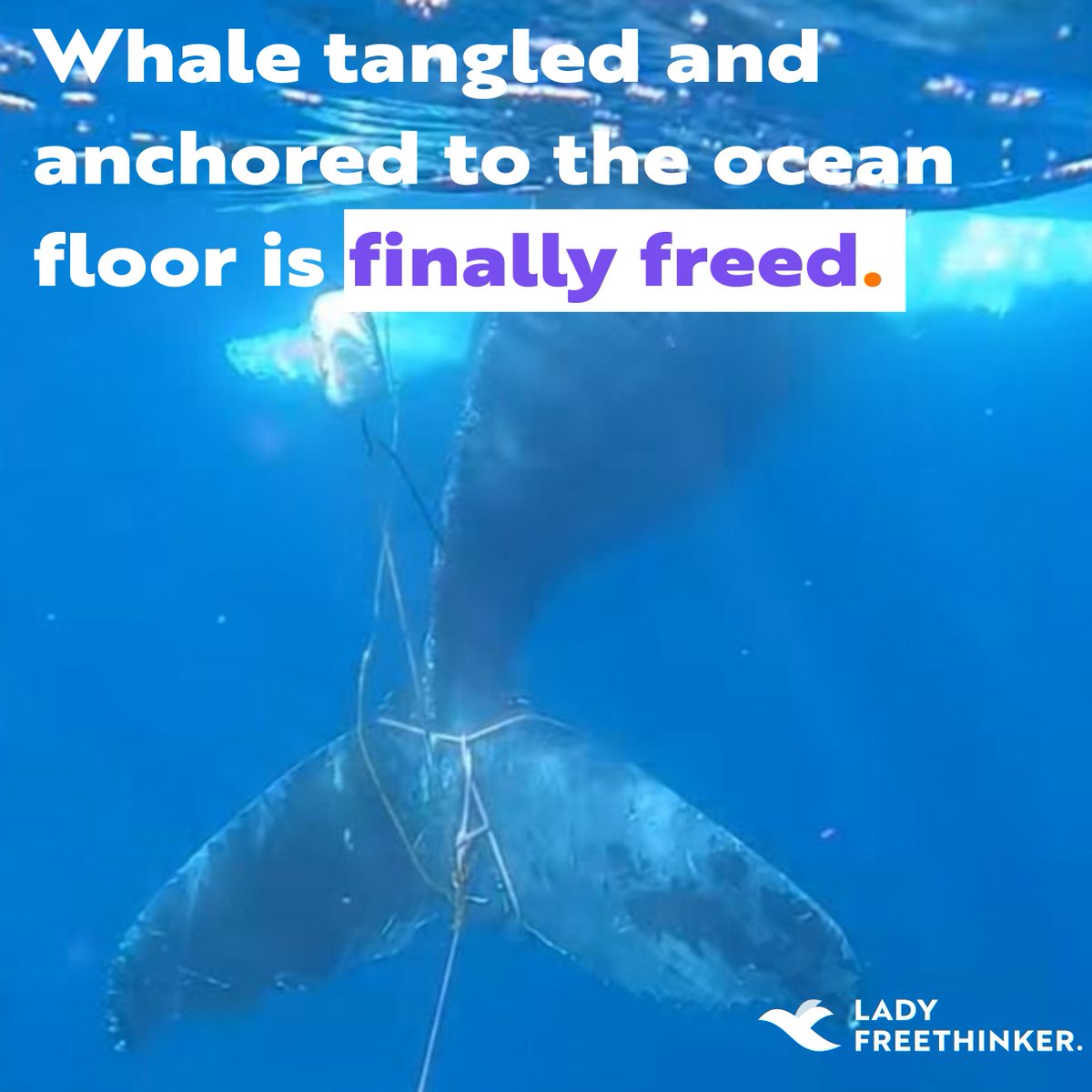 A humpback whale trapped on the ocean floor by rope was finally cut free in a tough rescue off Australia’s coast — as a juvenile whale stayed by their side. Huge thanks to the heroic team who gave them a second chance. ladyfreethinker.org/exhausted-whal…