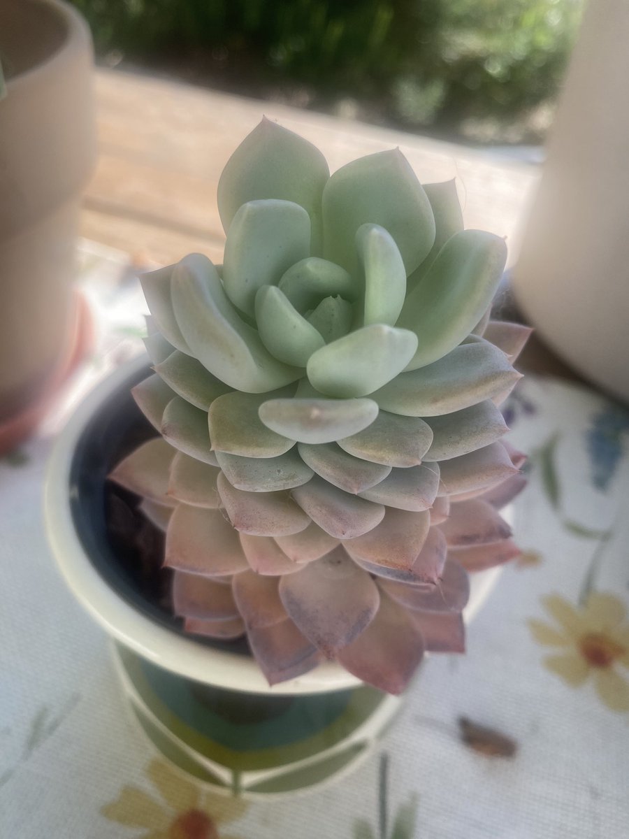 _KittyKat29's tweet photo. Succulents ate loving this 30c+ temperature ☀️🌱🌵🪴#succulents https://t.co/nmql5RZVhl