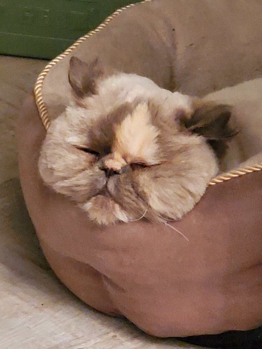 #Caturday Mece enjoying her# Caterday!