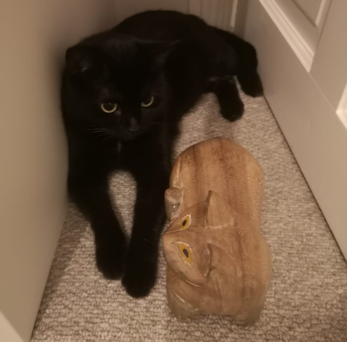 Panna Kitty Kitty ma nowego towarzyszą. Jest on jednak jakby trochę..... Drewniany 😁