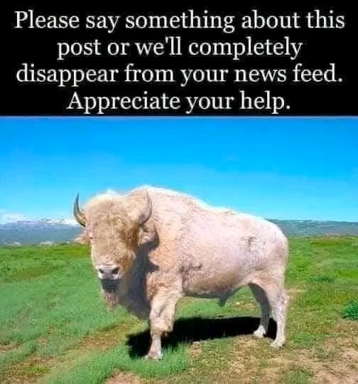 Native American Pride (@native_am_pride) on Twitter photo Legend of the White BuffaloSioux (lakota) Legend of the White BuffaloSioux (lakota)