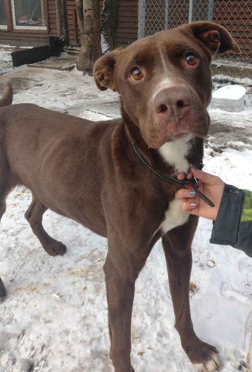 AGA🐕🙏🏡🀠Niestety telefon milczy jak zaklęty, a ta cudowna sunia gaśnie, traci nadzieję 😥💔Przez 5 lat mieszkała w domu,spała w łóżku i była najszczęśliwszym psem.
Wszystko co dobre skończyło się wraz ze śmiercią jej opiekunki😢
Szczytno,792-373-519