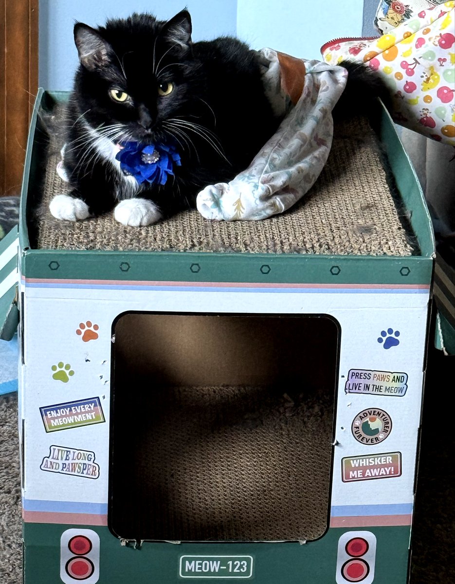 FlowerFancyPant's tweet image. Happy #Caturday friends!