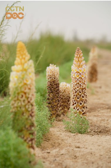 🇨🇳
🔴اذا وجدتم هذا النبات عندكم فننصحكم به.. مقوي ومضاد حيوي غير عادي👇
🌵🌸 "الجينسنغ الصحراوي" يزهر في قلب تاكلامكان: أعجوبة طبية بنفسجية تُعيد سحر طريق الحرير إلى الحياة!

في الصيف، يزهر نباتٌ بديعٌ في صحراء تاكلامكان: السيستانشي الصحراوي.
تنبثق من الرمال أزهارٌ بنفسجيةٌ بنيةٌ