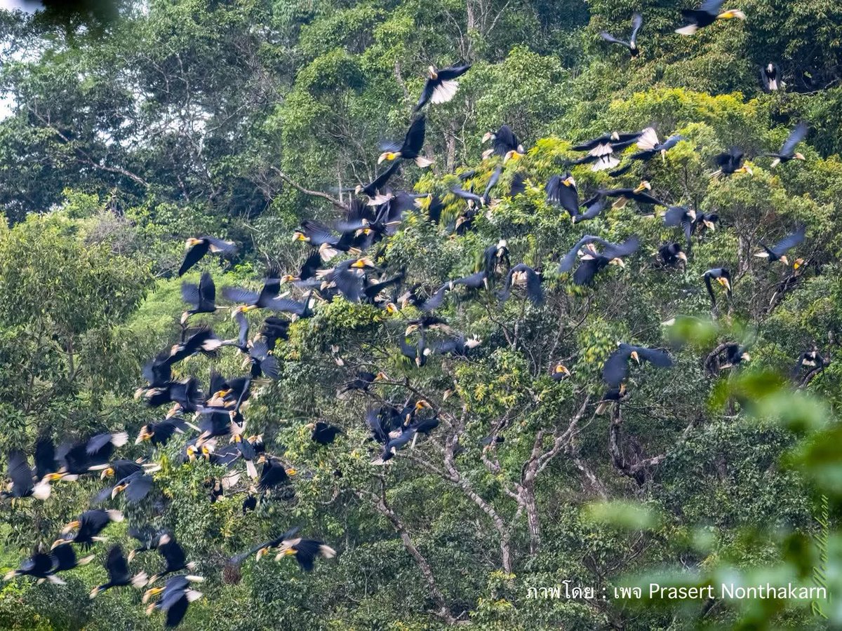 “รวมฝูงครั้งใหญ่ของนกเงือกกรามช้างปากเรียบ ไม่ใช่แค่ภาพสวย… แต่มันคือสัญญาณว่าเรายังรักษาป่าไว้ได้”

📍พิกัด : ที่ทำการอุทยานแห่งชาติเขาปู่-เขาย่า ต.เขาปู่ อ.ศรีบรรพต จ.พัทลุง

⏰ เวลาประมาณ 06.00-08.00 น.

📷 เครดิตภาพ : ดร.ประเสริฐ นนทกาญจน์

#ป่าพรหมจรรย์