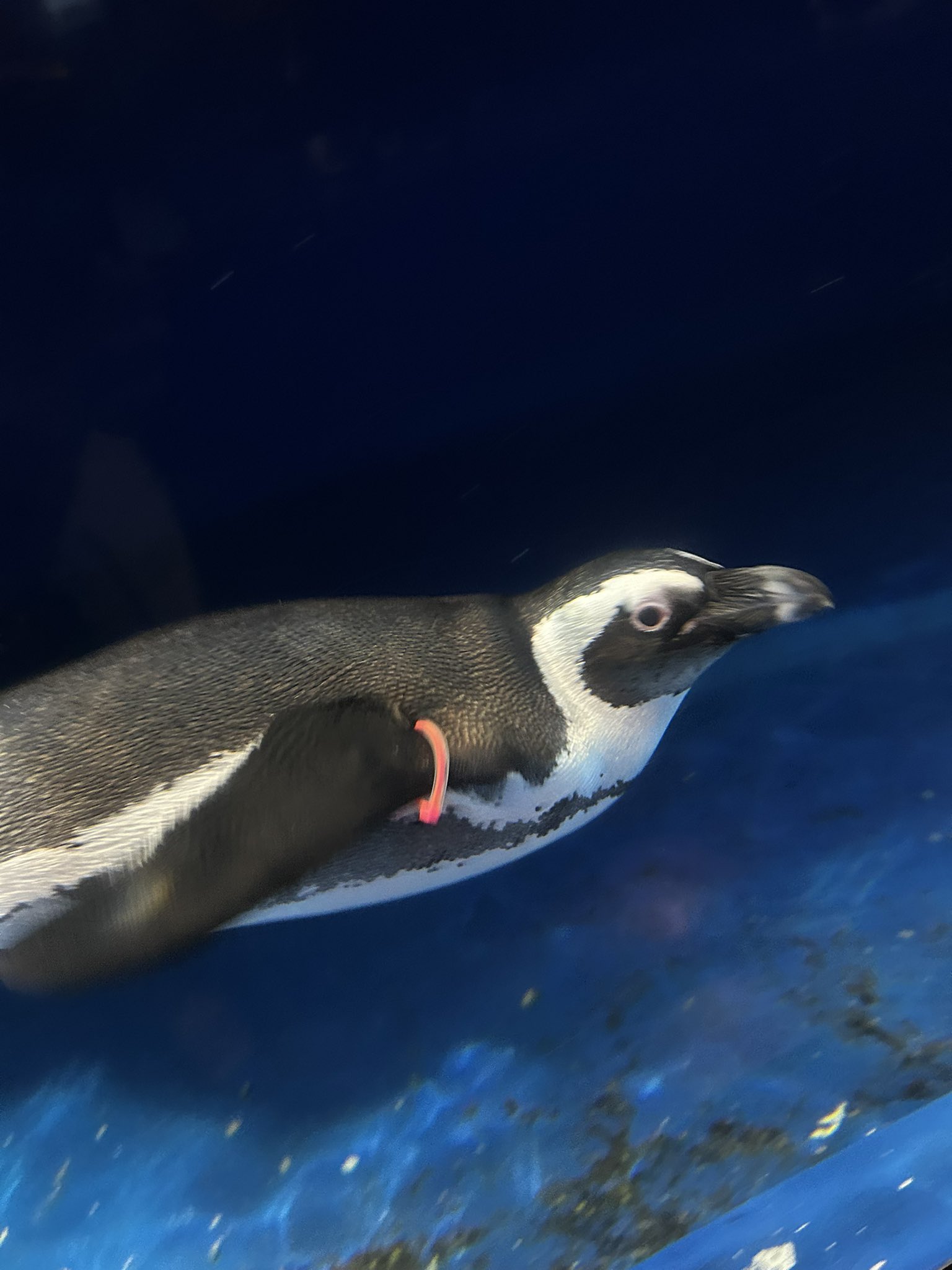 実物写真❤️ミオハルタカ好き❤️ ペンギンピアス 実物写真❤️ミオハルタカ好き❤️ ペンギンピアス - メルカリ