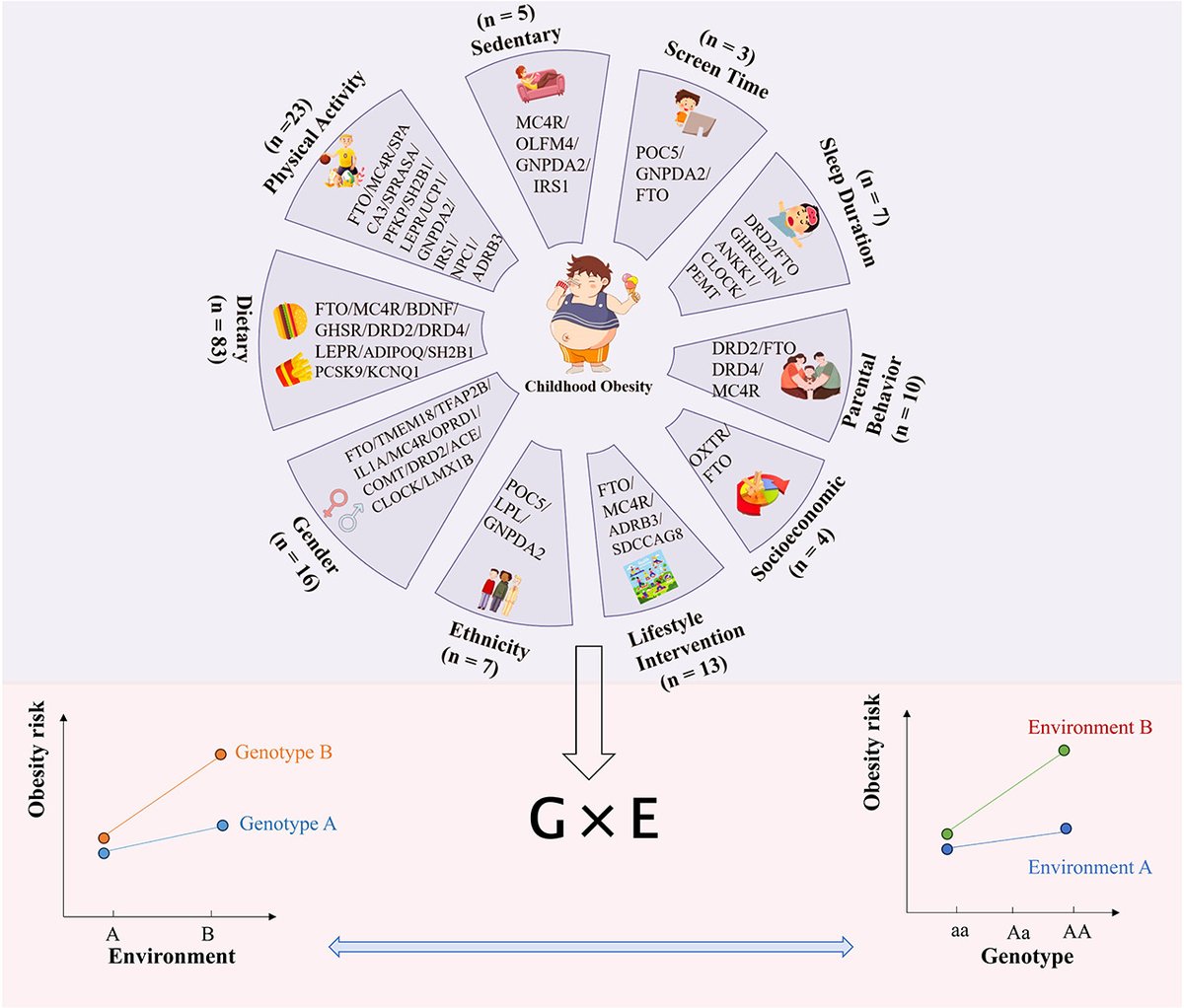 KralJan's tweet image. 🚨Genetics meets environment in pediatric #obesity 🧬🍟🧒
FTO & MC4R risk alleles worsen diet impact, esp. fat intake 🧈
147 studies reviewed: tailored interventions needed 🩺
🔗 tinyurl.com/326avu7r
#MedTwitter #Pediatrics #Obesity #GITwitter @my_ueg @CSMantzoros