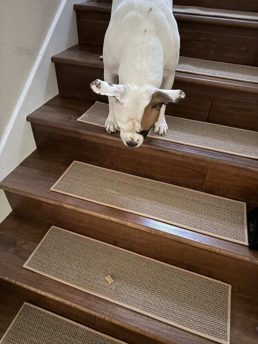 girl who hates change (ESPECIALLY new rugs) vs the new stair treads