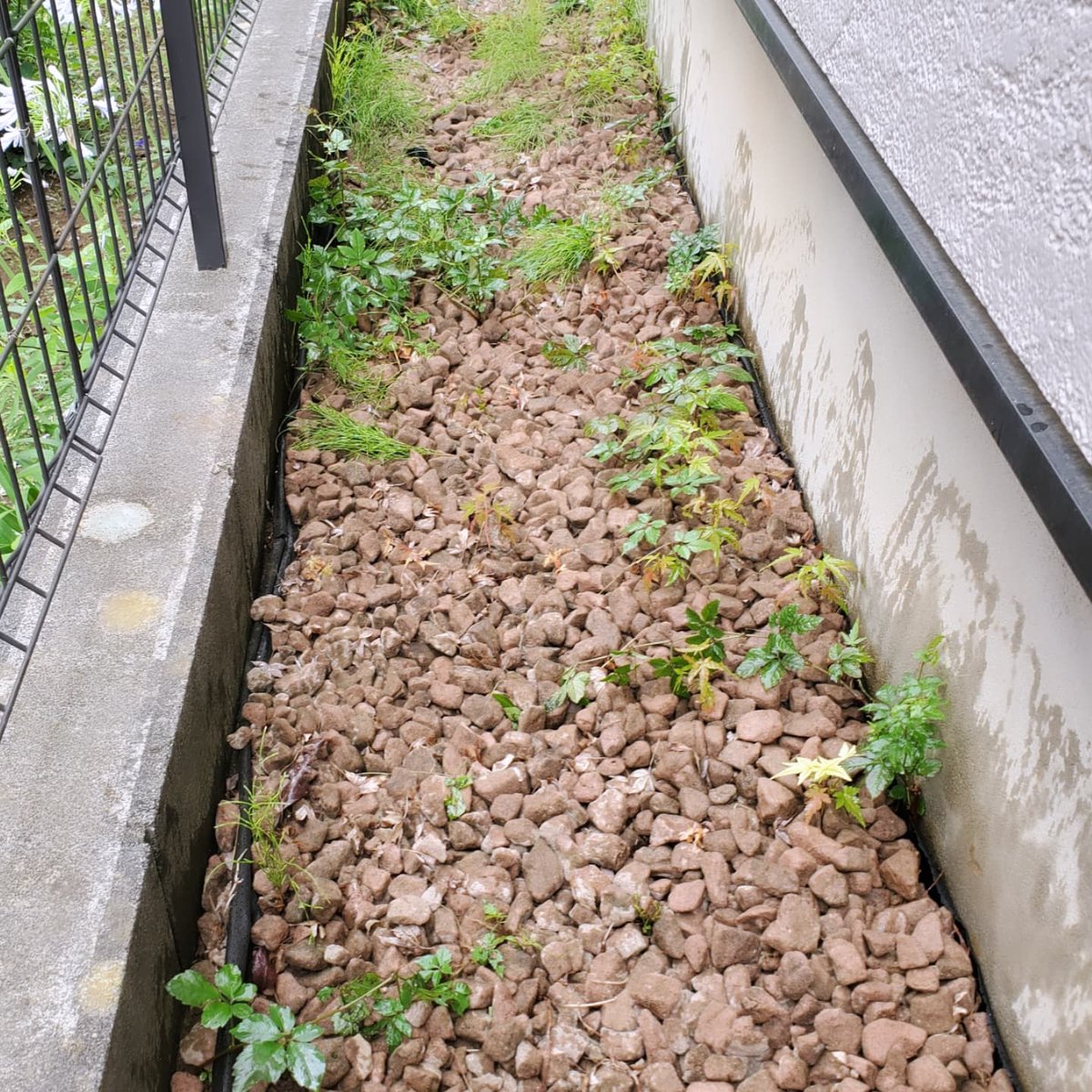 自宅裏にて除草剤を散布しました
抜いては出てくる雑草たち🌿
約二ヶ月で、こんな状態に😅
根から枯らすタイプを使用してみました👍️