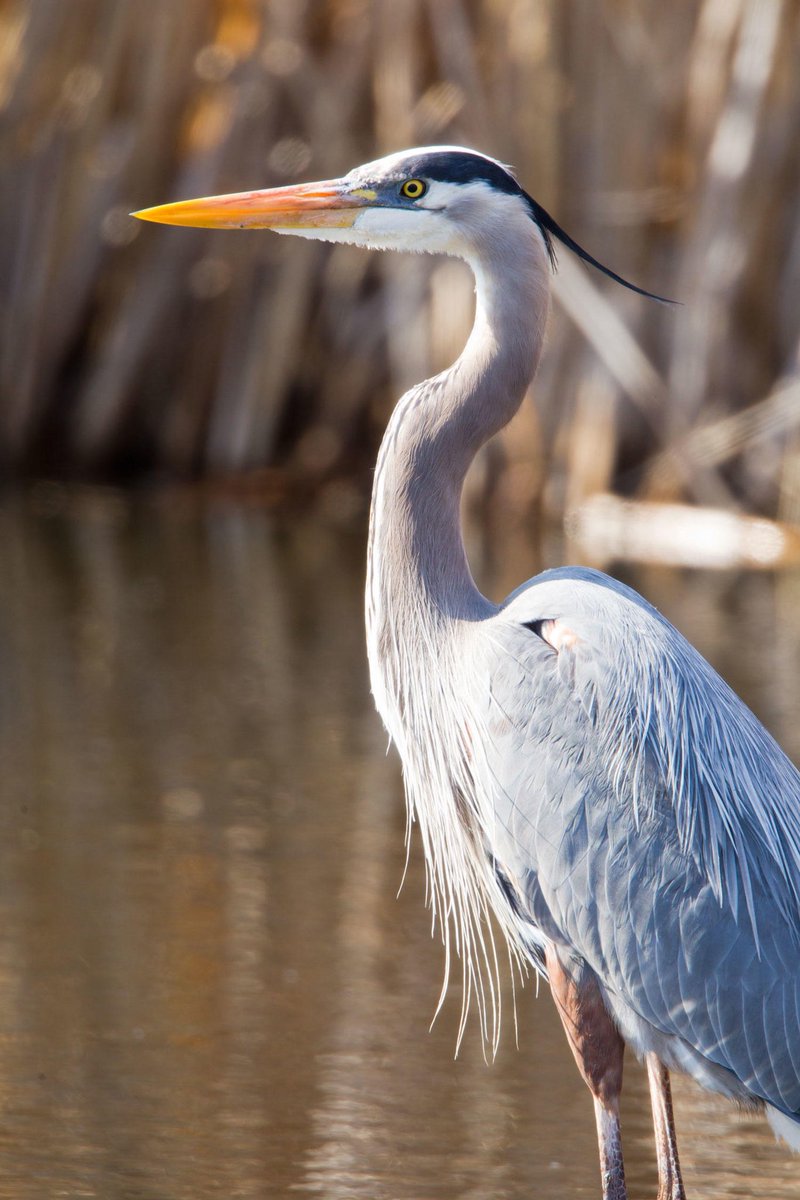 MoundLore's tweet photo. The Great Blue Heron is one of the most iconic birds in North America

4 feet tall
6-foot wingspan
Looks like a dinosaur
Acts like a monk
Kills like a ninja

Here’s why they’re fascinating (and a little weird):

🧵 https://t.co/yeCT4nij5Z