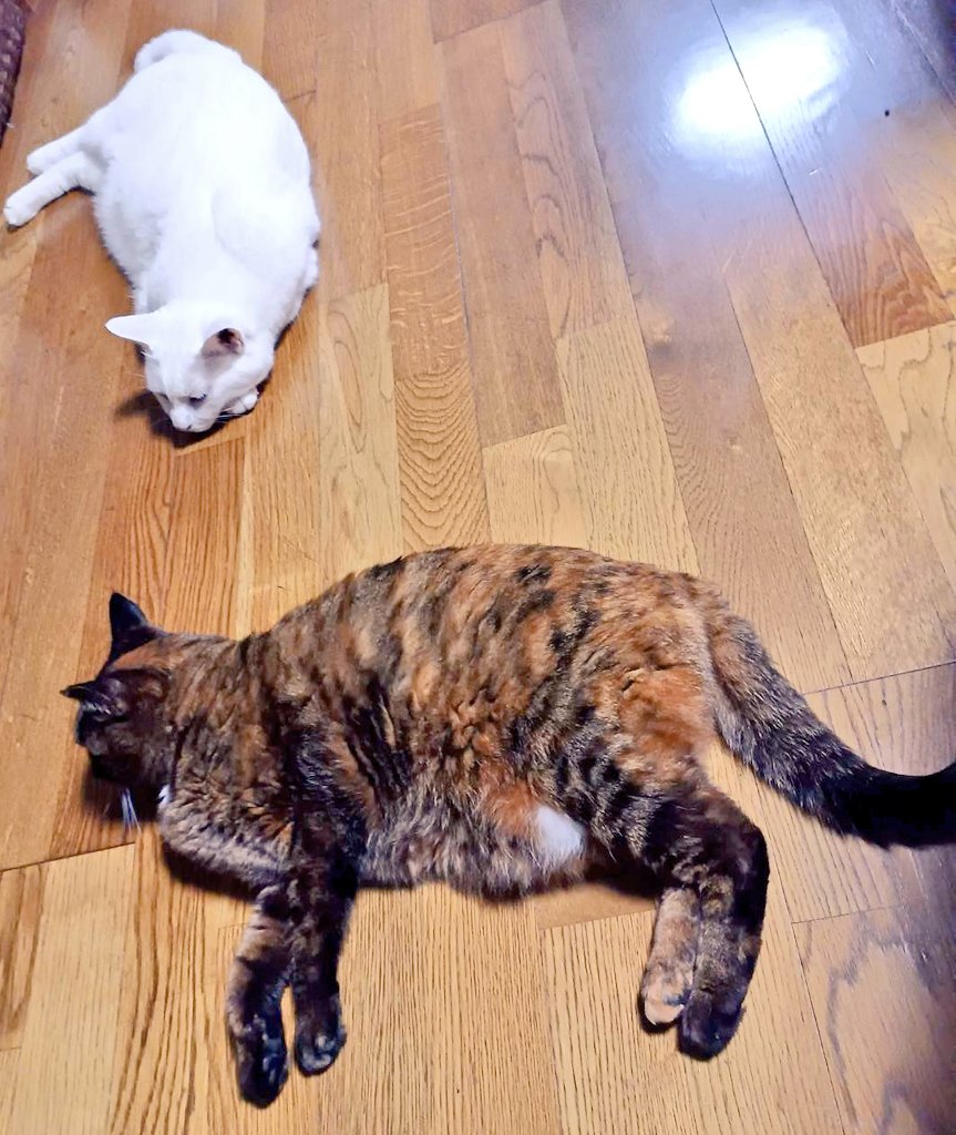 一緒に転がる夏。
(マルが凄く大きく写っているけど、本当はハクの方が大分大きいよ)